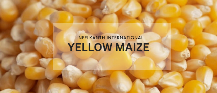 Premium Maize Seeds Wholesale & Export from Gujarat