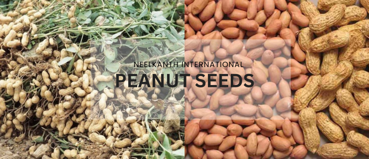 Premium Peanut Seeds Wholesale & Export from Gujarat