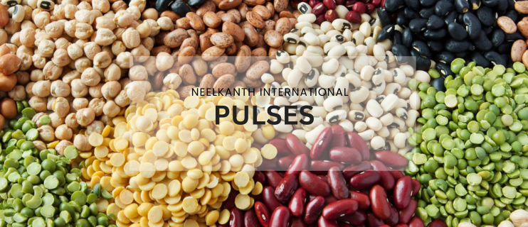 High-Quality Pulses Wholesale & Export from Gujarat